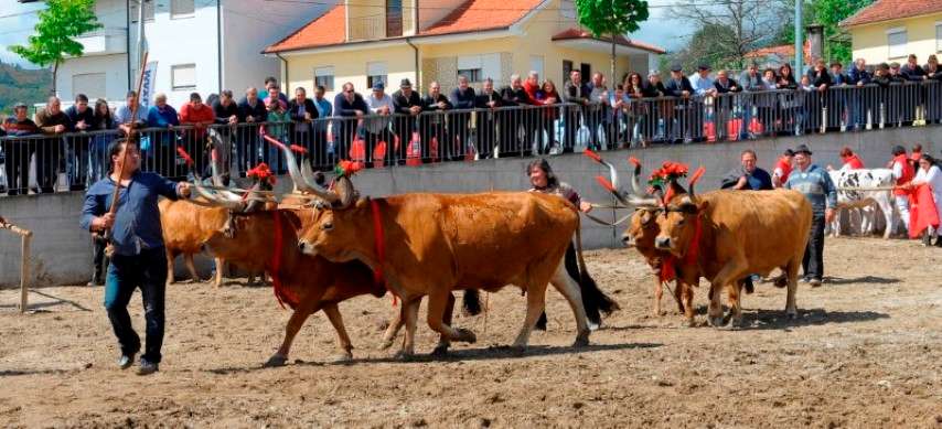 Feira Anual de Fermil de Basto (2)