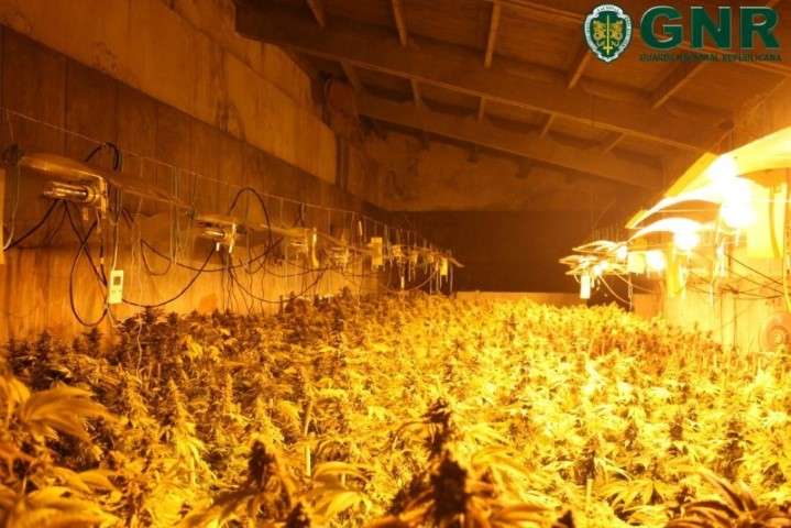 GNR de Felgueiras desmantela estufas de cannabis